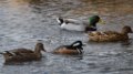 Hooded Merganser